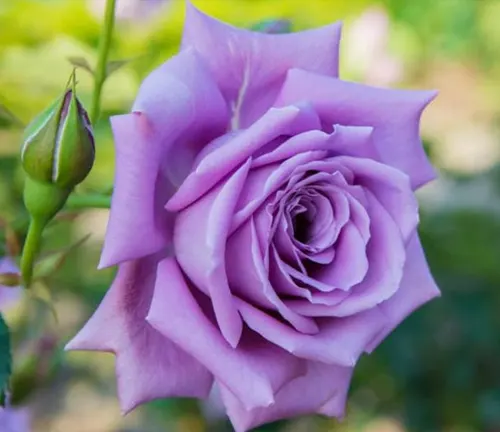 Close-up of a purple Rosa ‘Blue Moon’ flower with a bud on the left side, set against a backdrop of green foliage