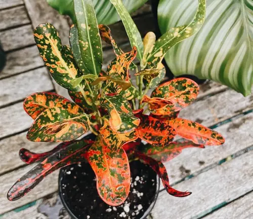 Codiaeum variegatum 'Bush on Fire'