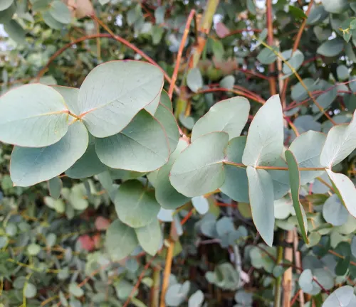 Eucalyptus cinerea