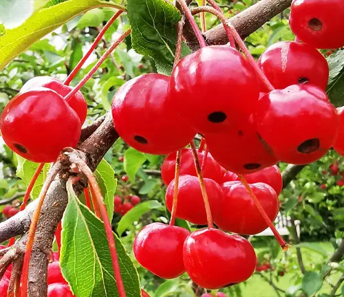 Malus baccata
(Siberian Crabapple)