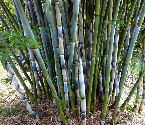 Tropical Blue Bamboo
(Bambusa chungii 'Barbellata')