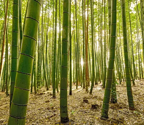 Bamboo forest bathed in sunlight