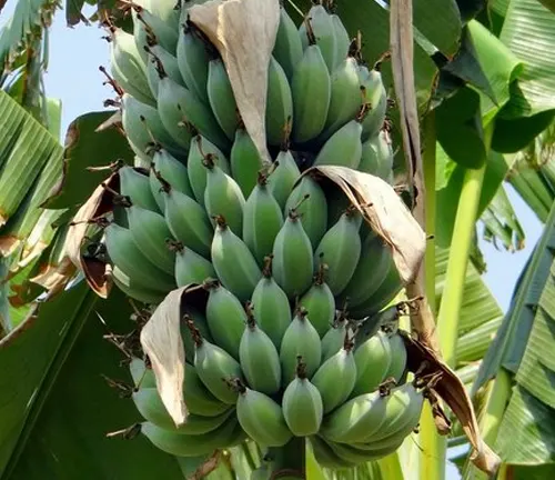 Unripe green bananas of the Musa ‘Lady Finger’ variety hanging from a tree