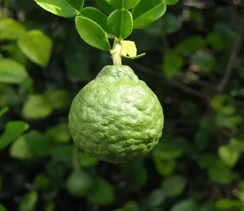 Close-up of a green, bumpy Citrus medica (citron) fruit hanging from a tree branch with blurred green leaves in the background