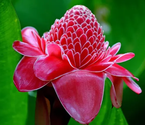 (Torch Ginger)