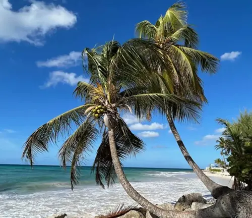 Coconut trees on a tropical beach with blue sky and ocean.