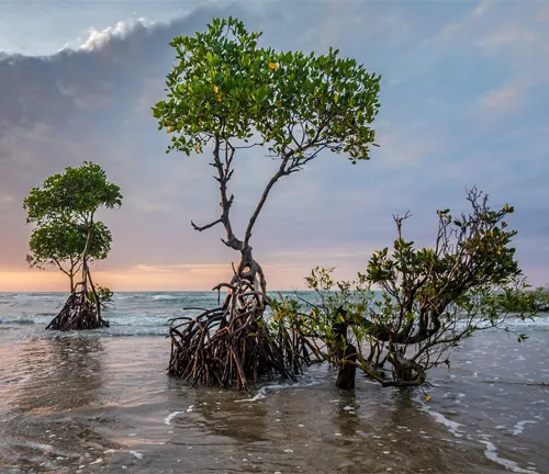 Mangrove trees in shallow water at sunset.