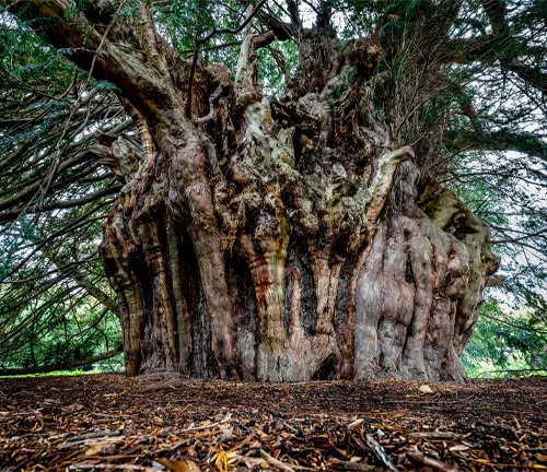 Large gnarled yew tree trunk in forest