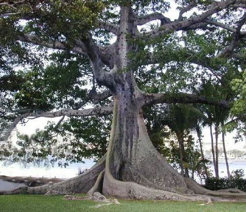 Kapok Tree –
