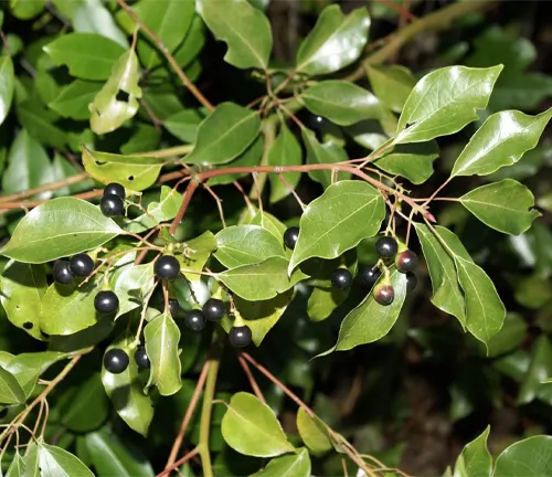Close-up of Camphor tree leaves and berries.