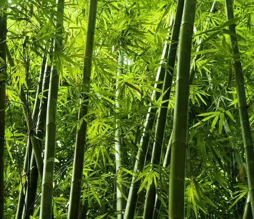 Close-up of a verdant bamboo forest.
