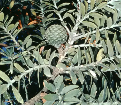 Close-up of Kauri Tree leaves and cone