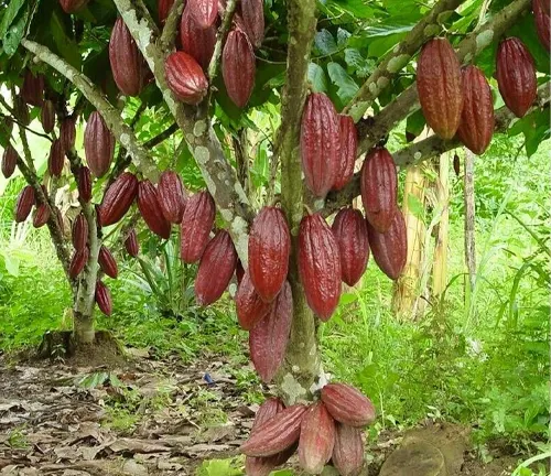 Cacao tree with red pods.
