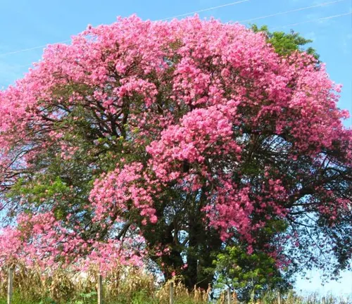 Blooming Silk Floss Tree.