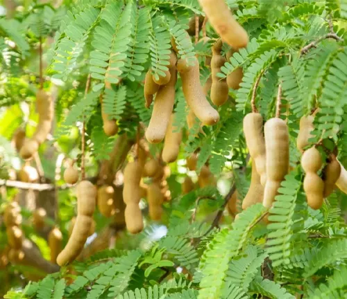 Tamarind tree with hanging fruit pods.