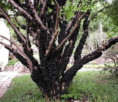 Jabuticaba tree covered in ripe fruit