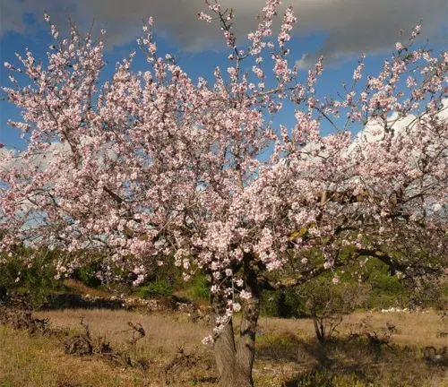 Valencia Almond Tree in full bloom