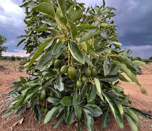Unripe Fuerte avocados growing on a leafy tree in a field under a cloudy sky