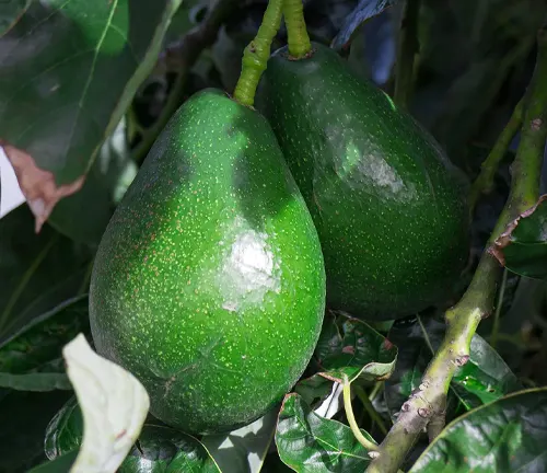 Two unripe Bacon Avocados hanging from a tree