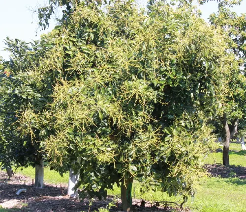 Pinkerton Avocado tree in a field
