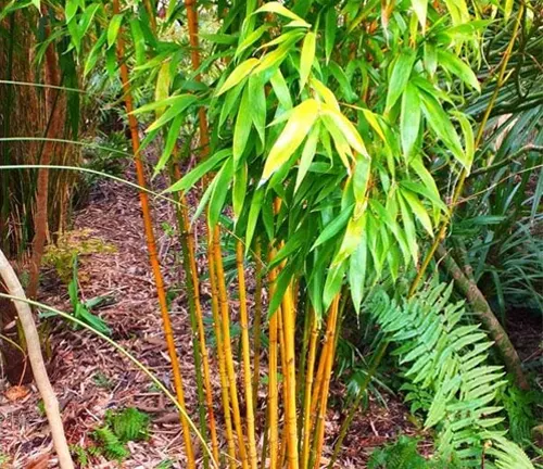 Golden Bamboo plant with slender, golden stems and green leaves in a forest setting
