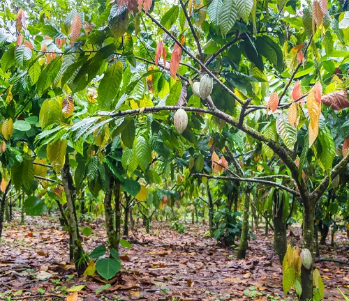 Criollo Cacao trees with colorful leaves and fruit hanging from the branches