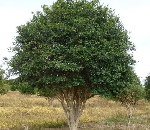 Image of a lush Sabará Jabuticaba Tree full of dark, ripe fruits