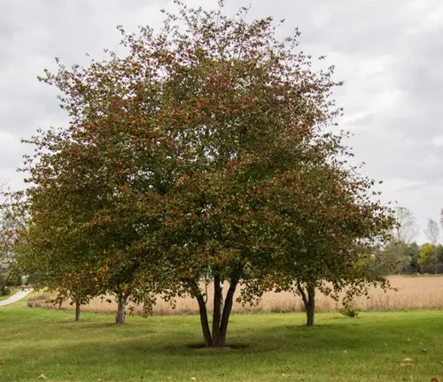 Hawthorn tree with green and red leaves in field