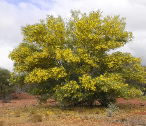 Golden Wattle tree in full bloom with yellow flowers in a desert-like setting under an overcast sky