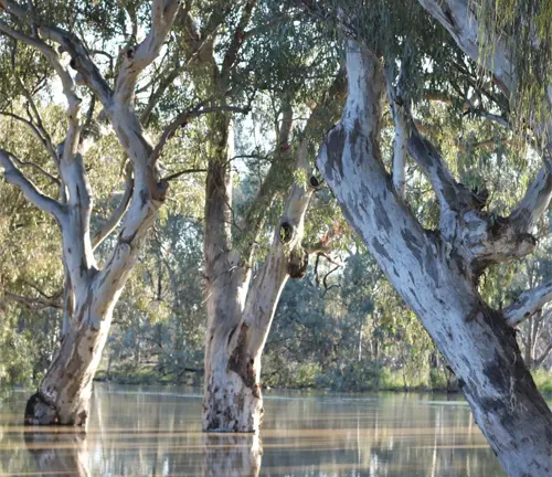 Group of Leadwood trees with white bark and twisted branches on the bank of a river, reflected in the water