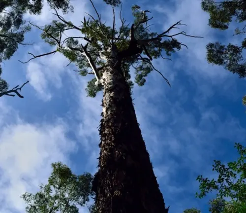 Tall Karri tree with rough bark and green leaves under a bright blue sky with some clouds