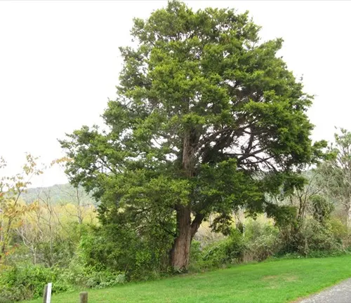 Large Totara tree with green foliage in a grassy area