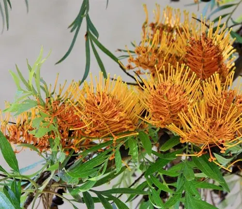 Close-up of vibrant orange Silky Oak flowers contrasted with lush green leaves