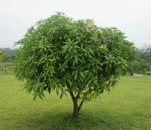 A solitary mango tree stands tall and proud in a vast, sun-drenched field, its lush green canopy providing ample shade