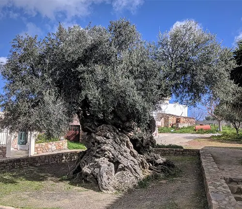 Ancient olive tree with gnarled trunk in a park