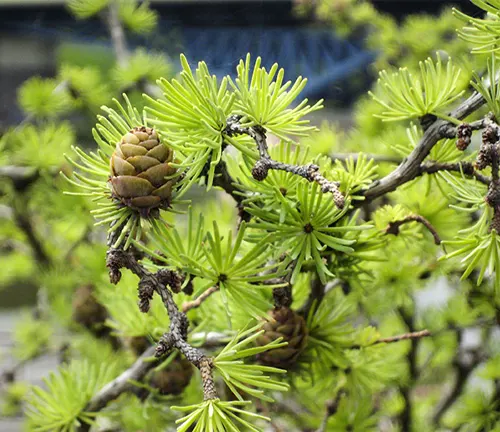 Close-up of Siberian Larch branch with green needles and a pine cone