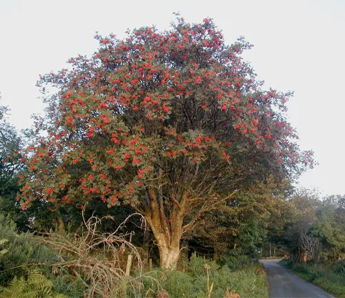 Rowan tree with red berries in a rural setting