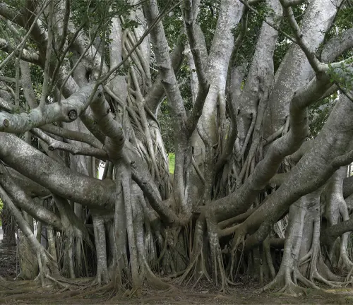 Large Banyan tree with multiple trunks and aerial roots in a forest setting