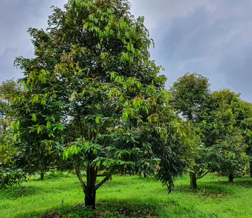 Tall Durian tree with fruits in a green field under a cloudy sky