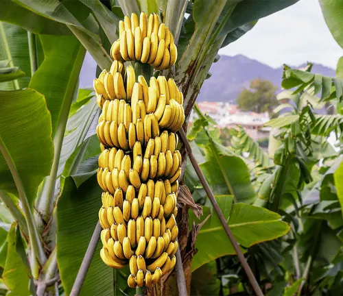 Bunch of ripe, yellow bananas hanging from a banana tree with a mountain in the background