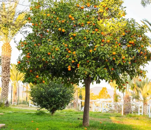 Orange tree with ripe oranges in a sunny garden