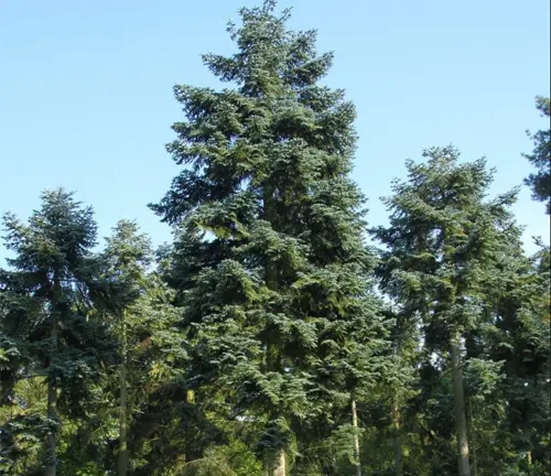 Tall Abies Procera tree with dark green needles in a forest setting
