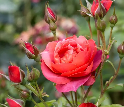 Close-up of a blooming pink rose with buds on a rose plant
