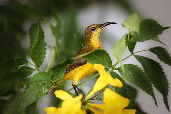 Olive-Backed Sunbird perched on a branch with yellow flowers