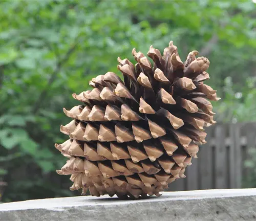 Close-up of a large pine cone from a Big Cone Pine Tree, resting on a stone wall with blurred trees in the background