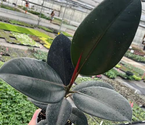This is an image of a dark green potted plant with a red stem, located in a greenhouse surrounded by other plants.
