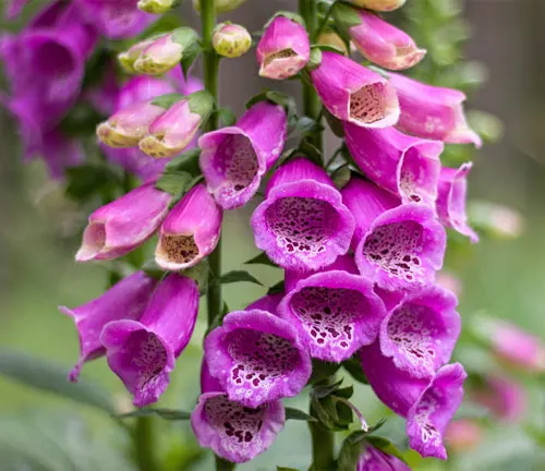 Close-up of pink Foxglove flowers with white spots, against a blurred green background