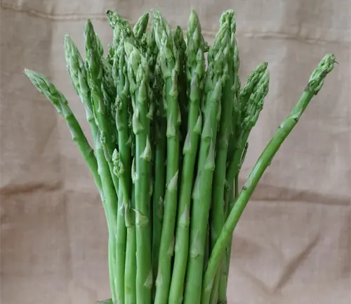 Asparagus Plant
