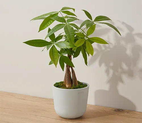 Green potted plant on a wooden surface against a white wall.
