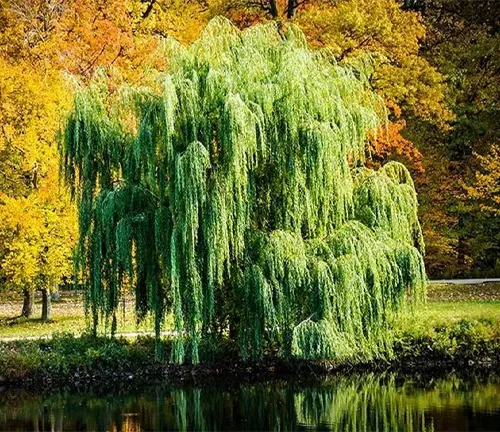Weeping willow tree with autumn foliage reflected in a pond.